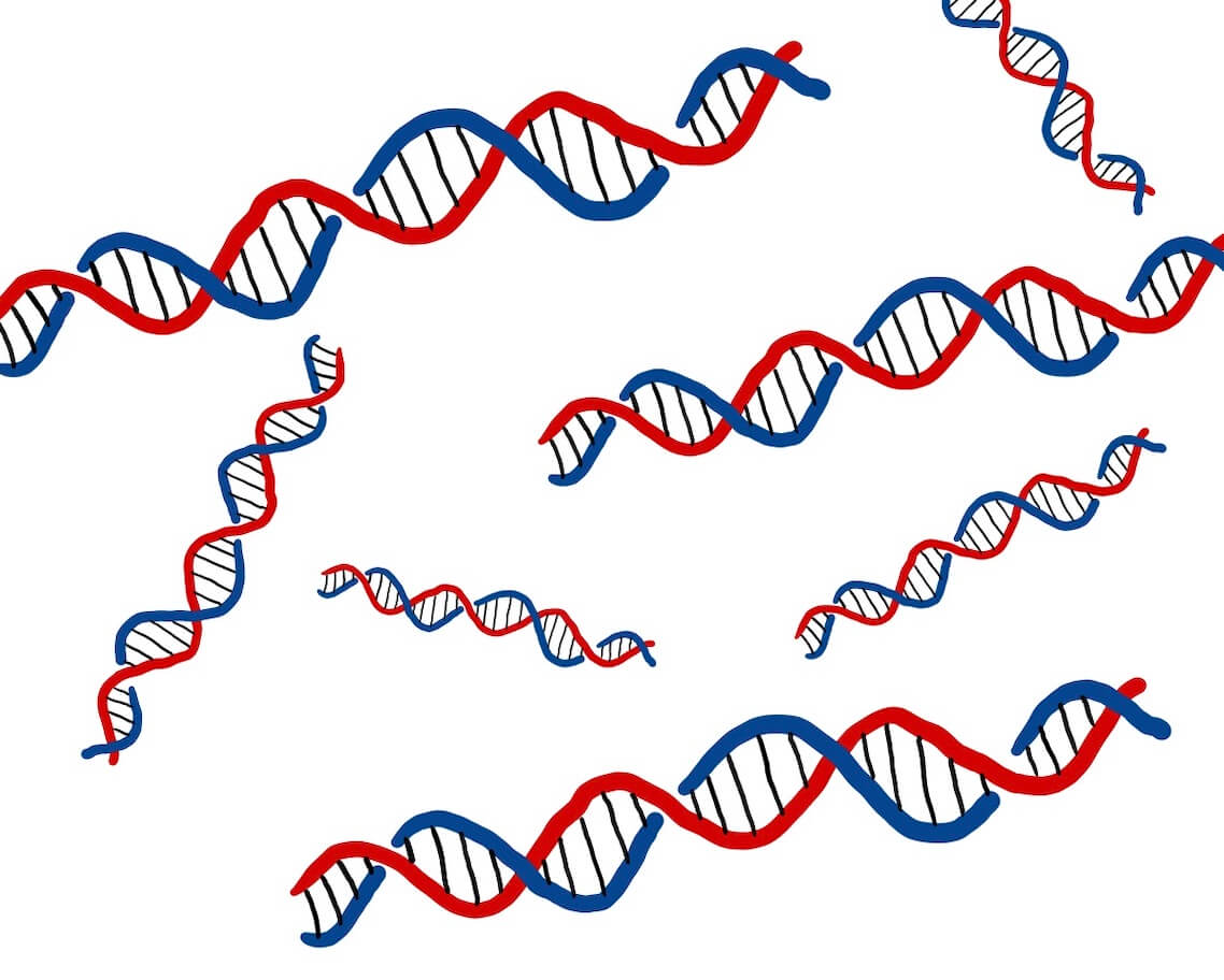 DNAとは何か？DNAについて詳しく解説！ | じっくり医学講座