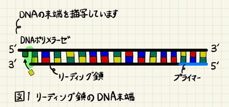 染色体はDNA複製の度に短くなる！？岡崎フラグメントの問題点とは 
