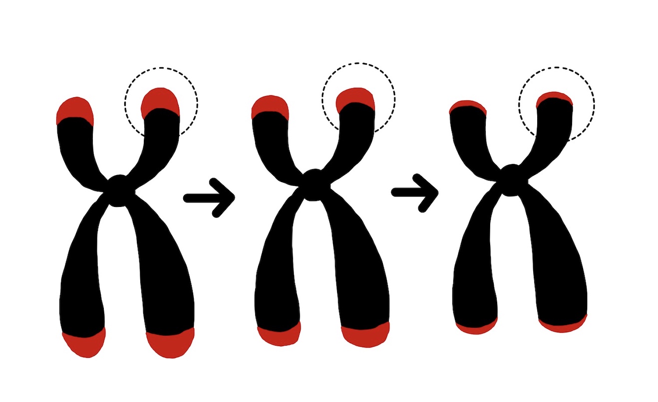 染色体はDNA複製の度に短くなる！？岡崎フラグメントの問題点とは 